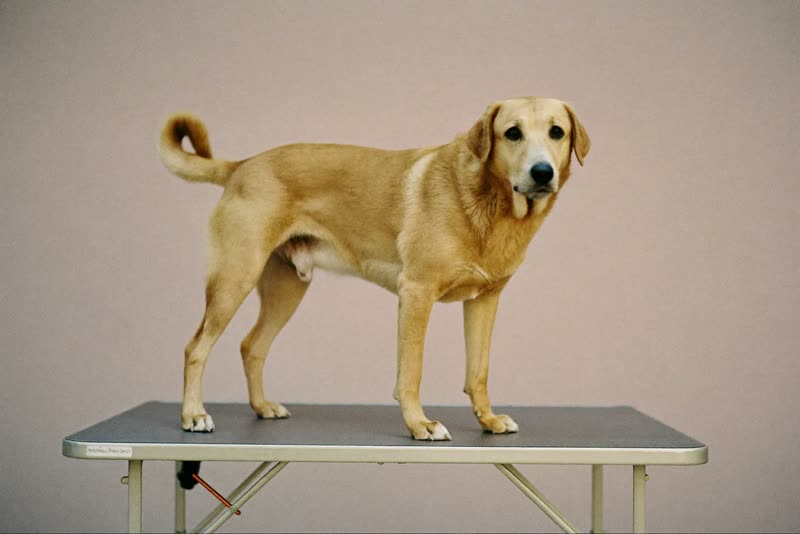 A dog standing on a grooming table