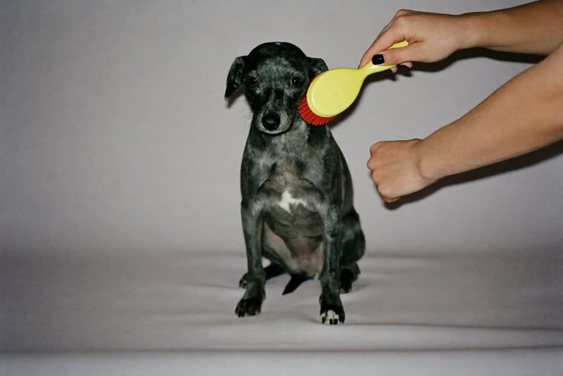 A small dog being brushed by hand