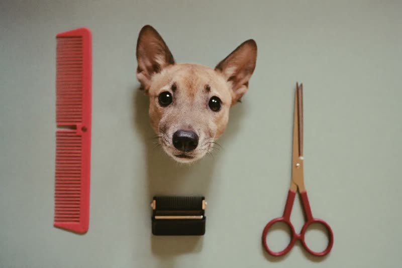 Grooming clippers, a comb and scissors laid out