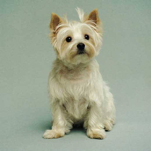 A small terrier with a freshly groomed coat