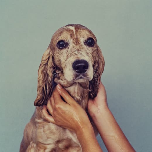 A wet spaniel mid-bath
