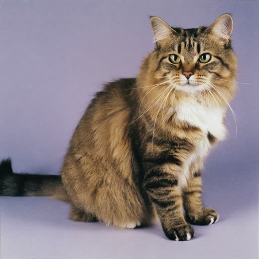 A long-haired cat with a brushed coat