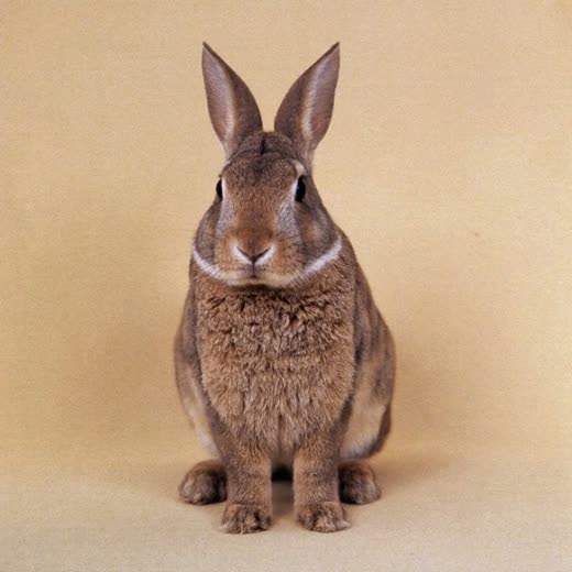 A small rabbit sitting on a pale backdrop